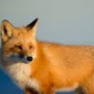 Meet your Posher, Johanna